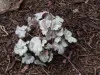 Silver w/dark veins Heuchera