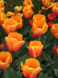 Tulipa