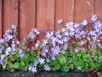 Campanula