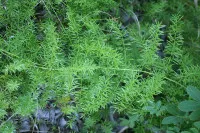 Asparagus