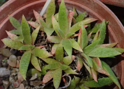 Crassula schmidtii