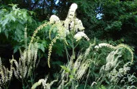 Actaea