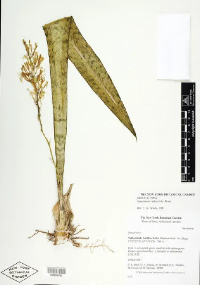 Dracaena trifasciata