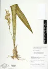 Dracaena trifasciata