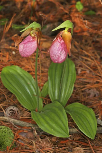 Cypripedium acaule