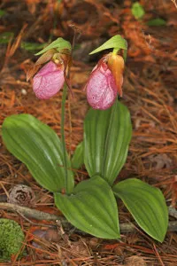 Cypripedium