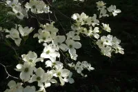 Cornus