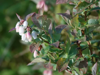 Vaccinium corymbosum