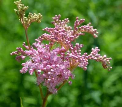 Filipendula rubra