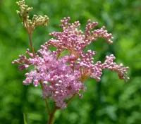 Filipendula