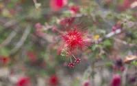 Calliandra