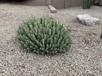 Euphorbia resinifera