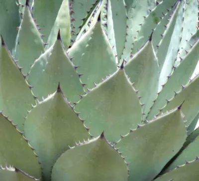 Agave parryi