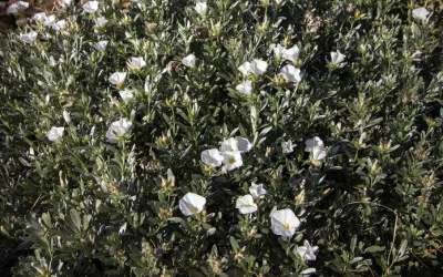 Convolvulus cneorum