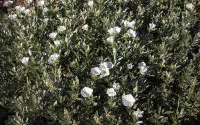 Convolvulus