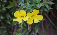 Dolichandra