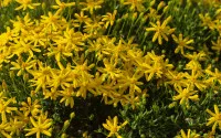 Chrysactinia