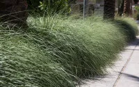 Muhlenbergia rigens