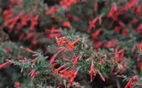 Epilobium