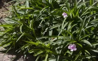 Ruellia