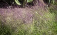 Muhlenbergia