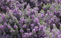 Leucophyllum