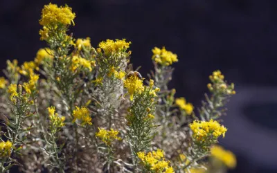 Ericameria laricifolia