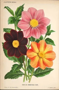 Dahlia