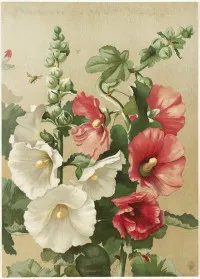 Alcea rosea