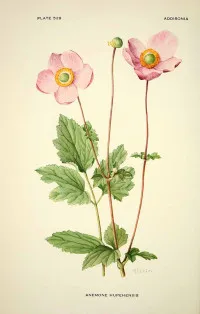 Anemone