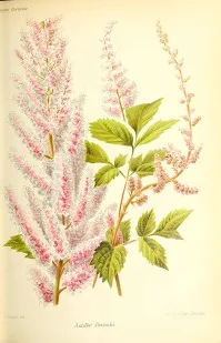 Astilbe