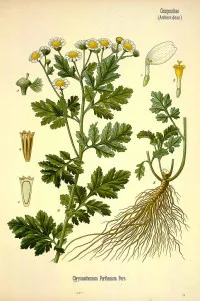 Tanacetum