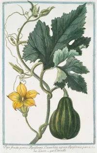 Cucurbita