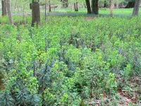 Euphorbia amygdaloides subsp. robbiae