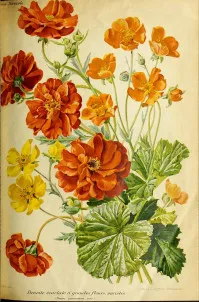 Geum
