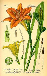 Hemerocallis fulva