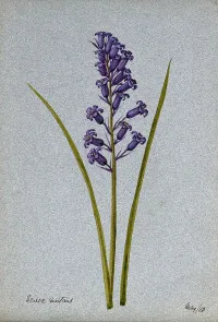 Hyacinthoides non scripta