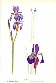 Iris sibirica