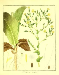 Lactuca