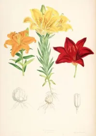 Lilium maculatum