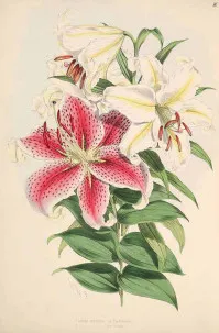 Lilium orientalis