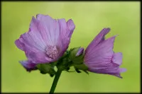Malva alcea