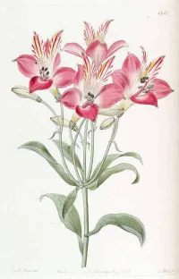 Alstroemeria hybrida