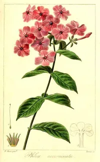 Phlox paniculata