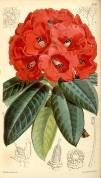 Rhododendron sp.