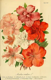 Rhododendron var. Azalea