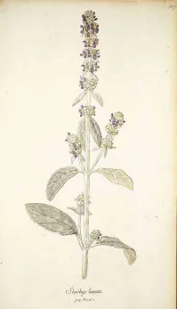 Stachys