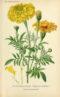 Tagetes