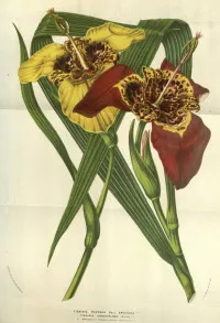 Tigridia pavonia