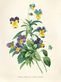 Viola